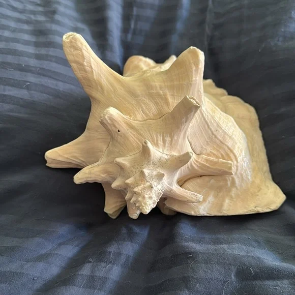 Large Queen Conch Shell Natural - Picture 4 of 6